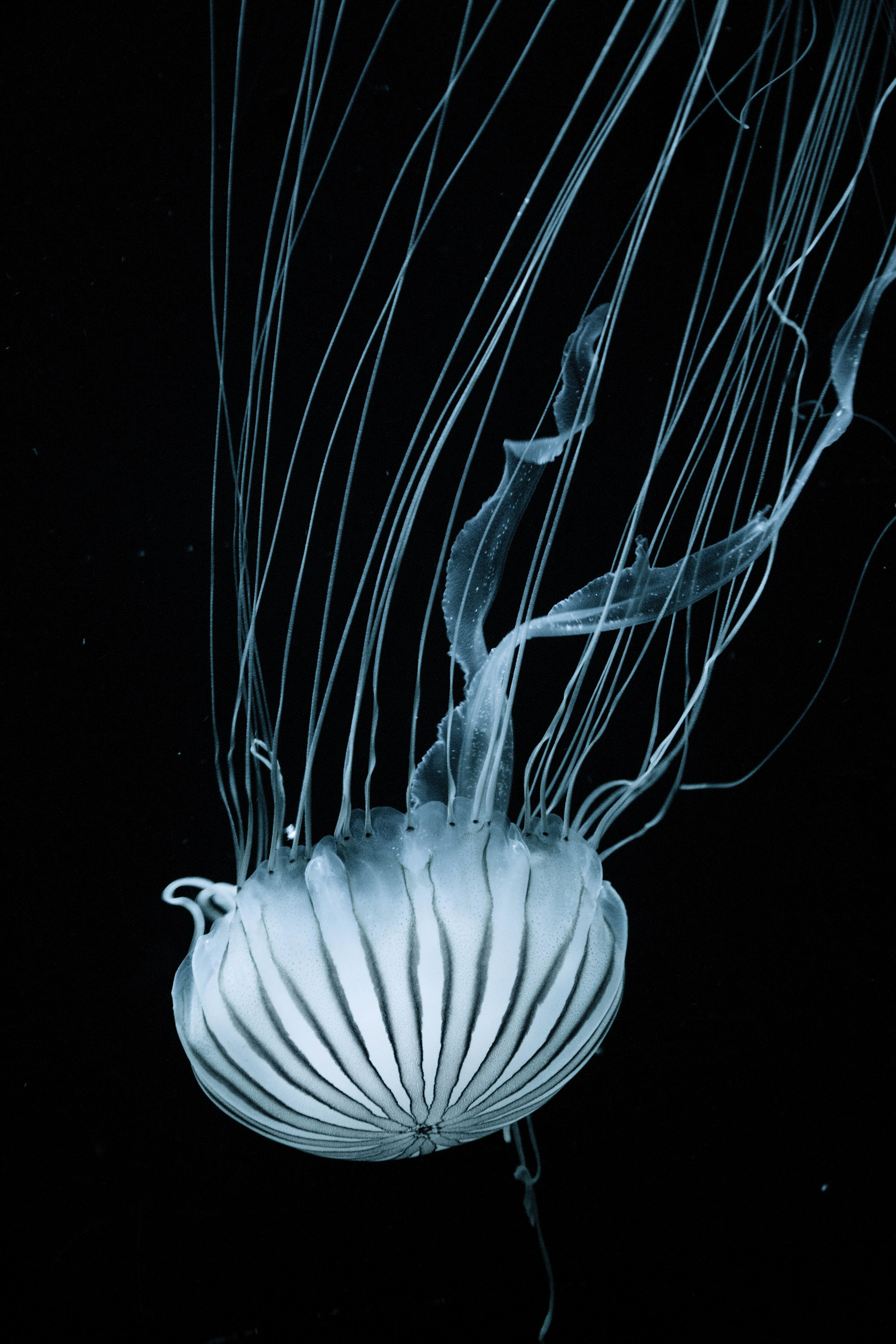 Jellyfish