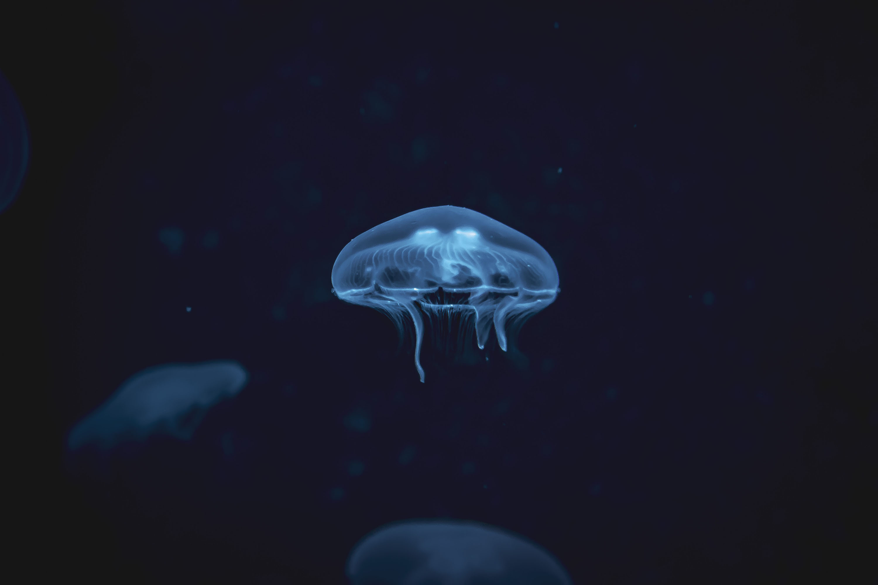 Jellyfish
