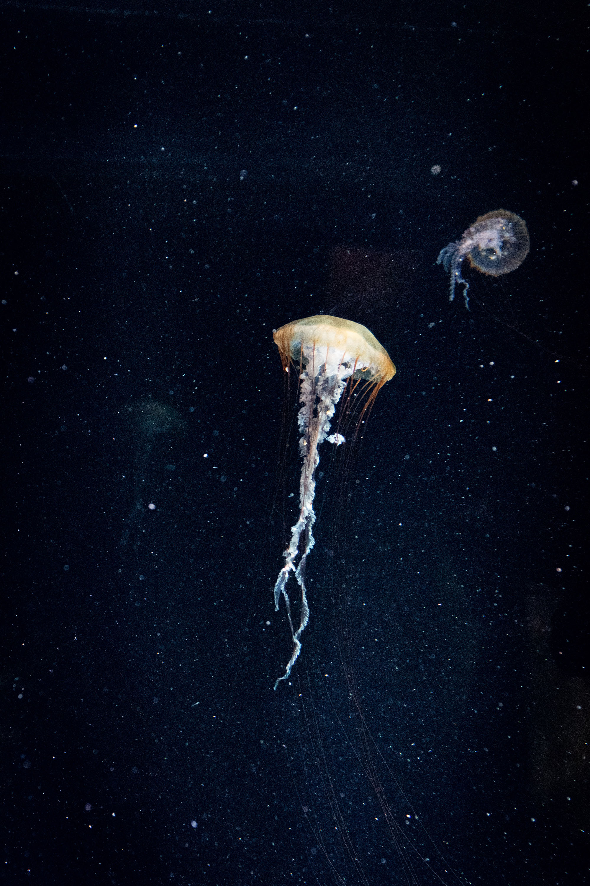 Jellyfish