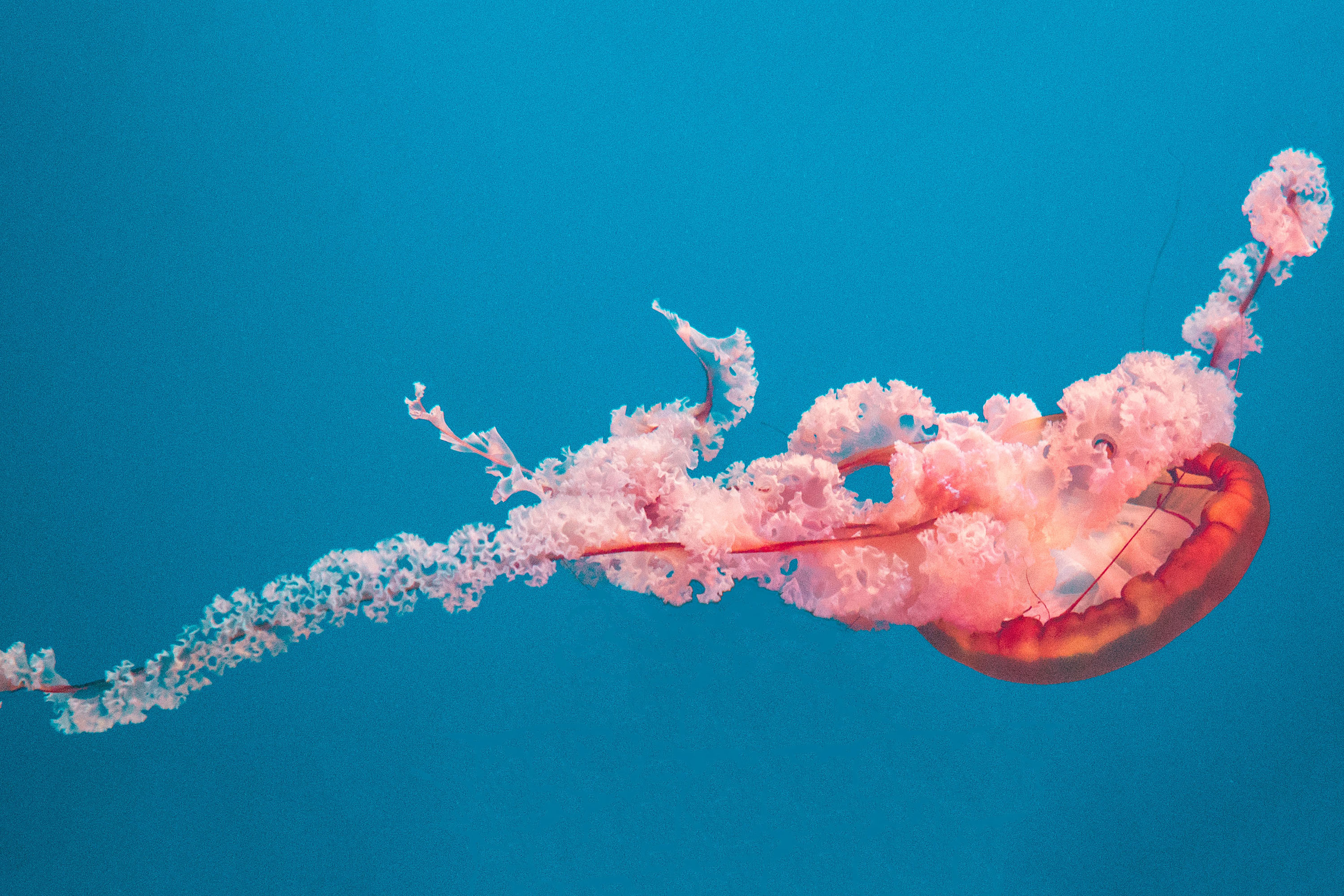 Jellyfish