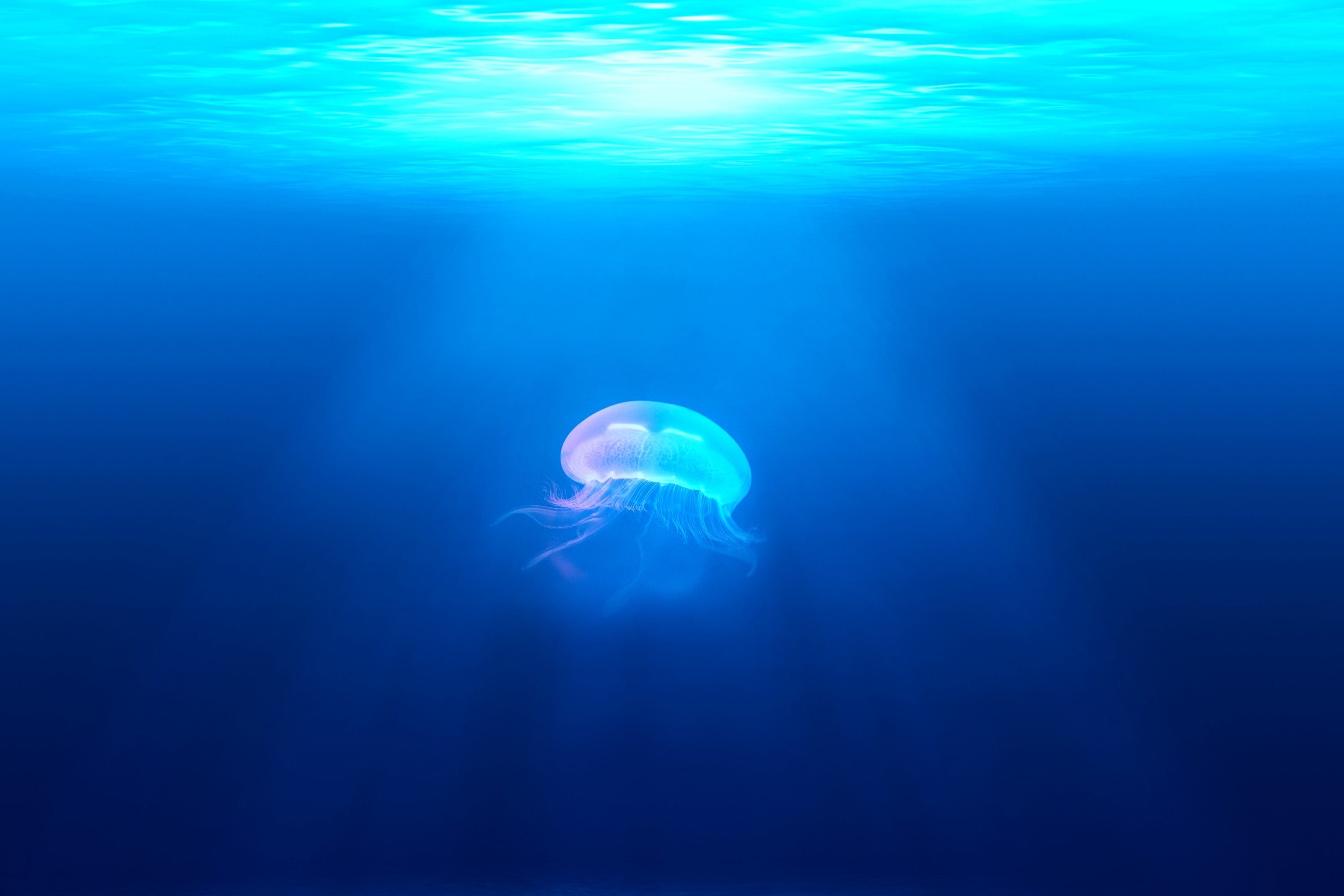 Jelly Fish