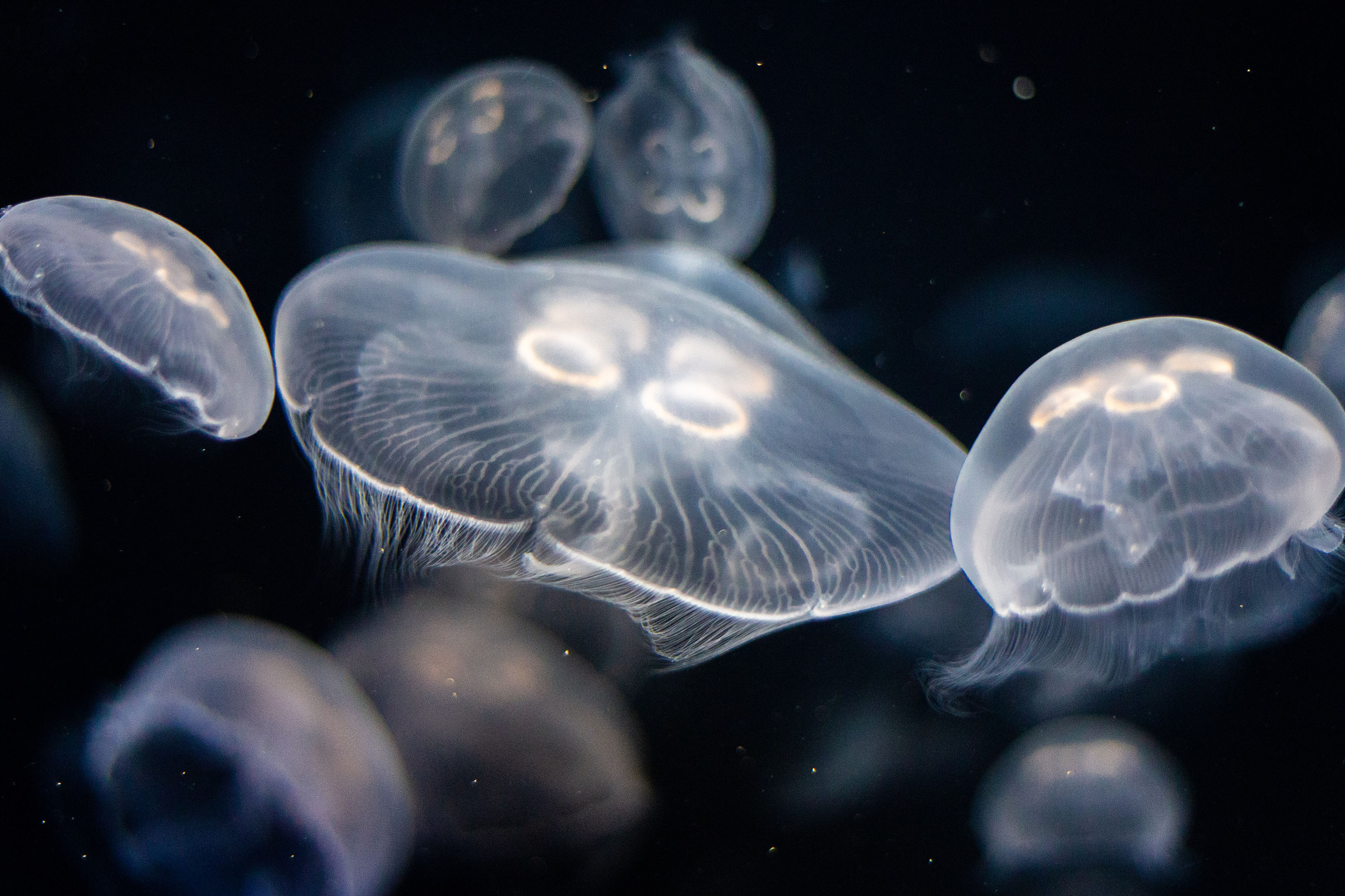 Jellyfish