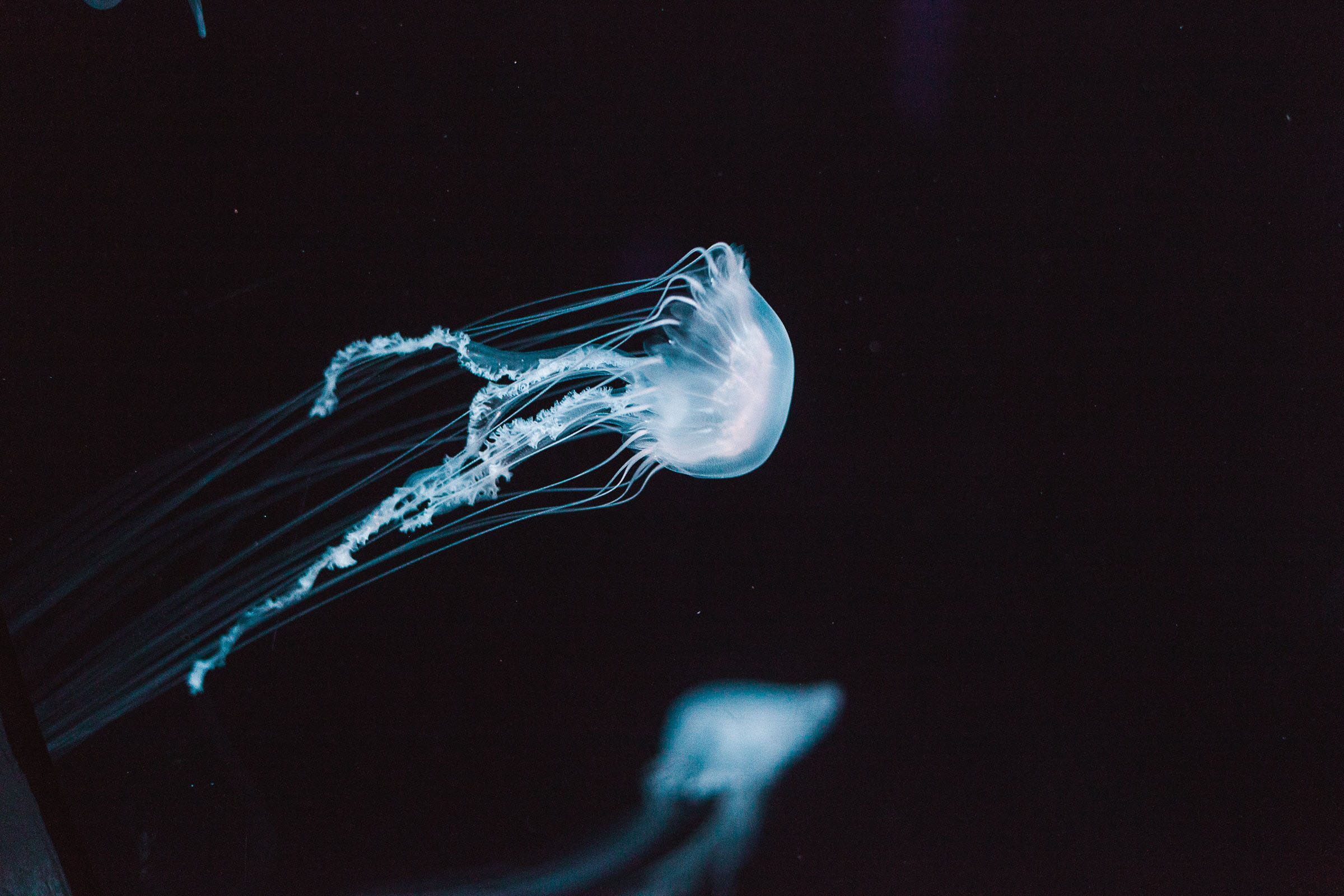 Jellyfish