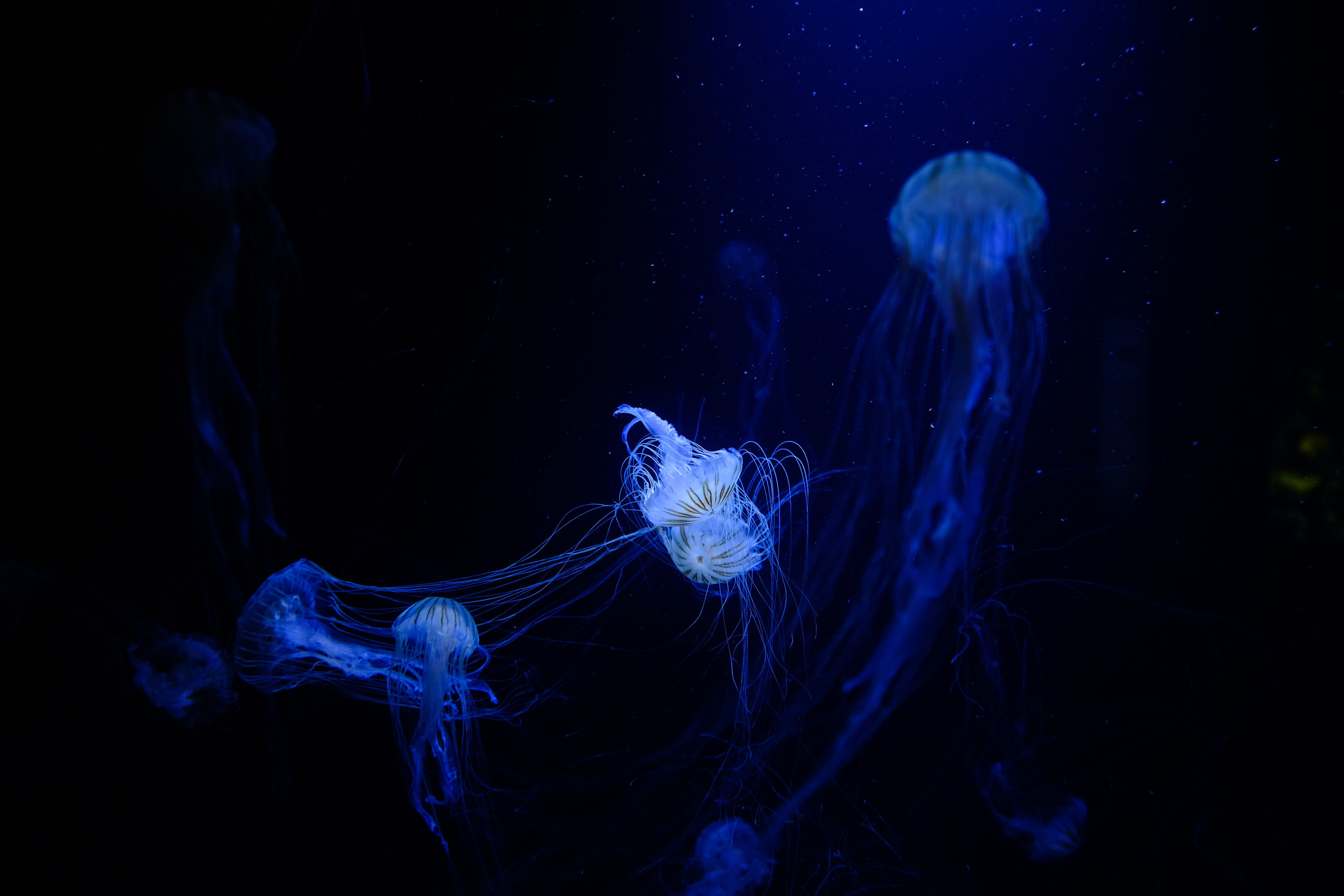 Jellyfish