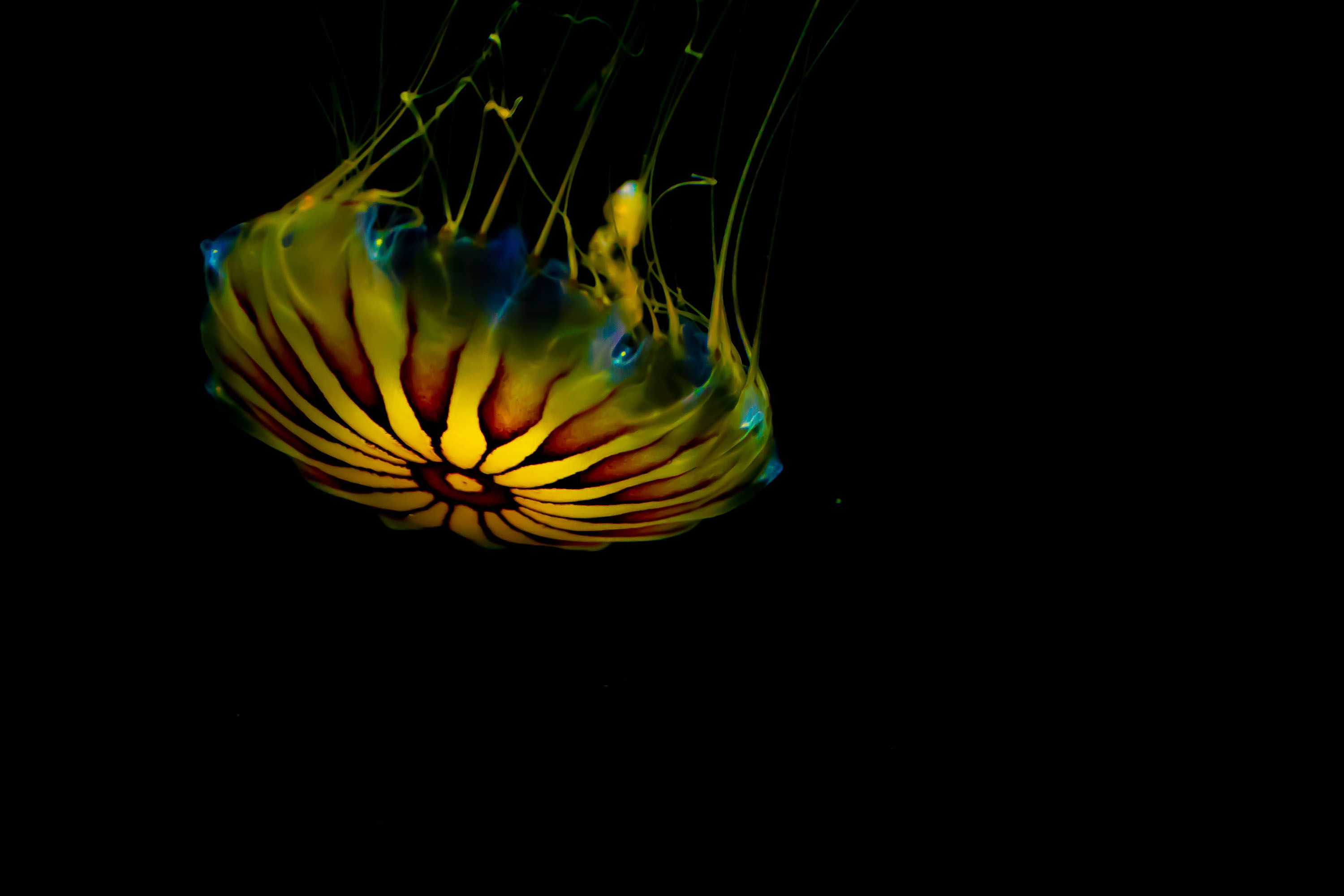 Jellyfish