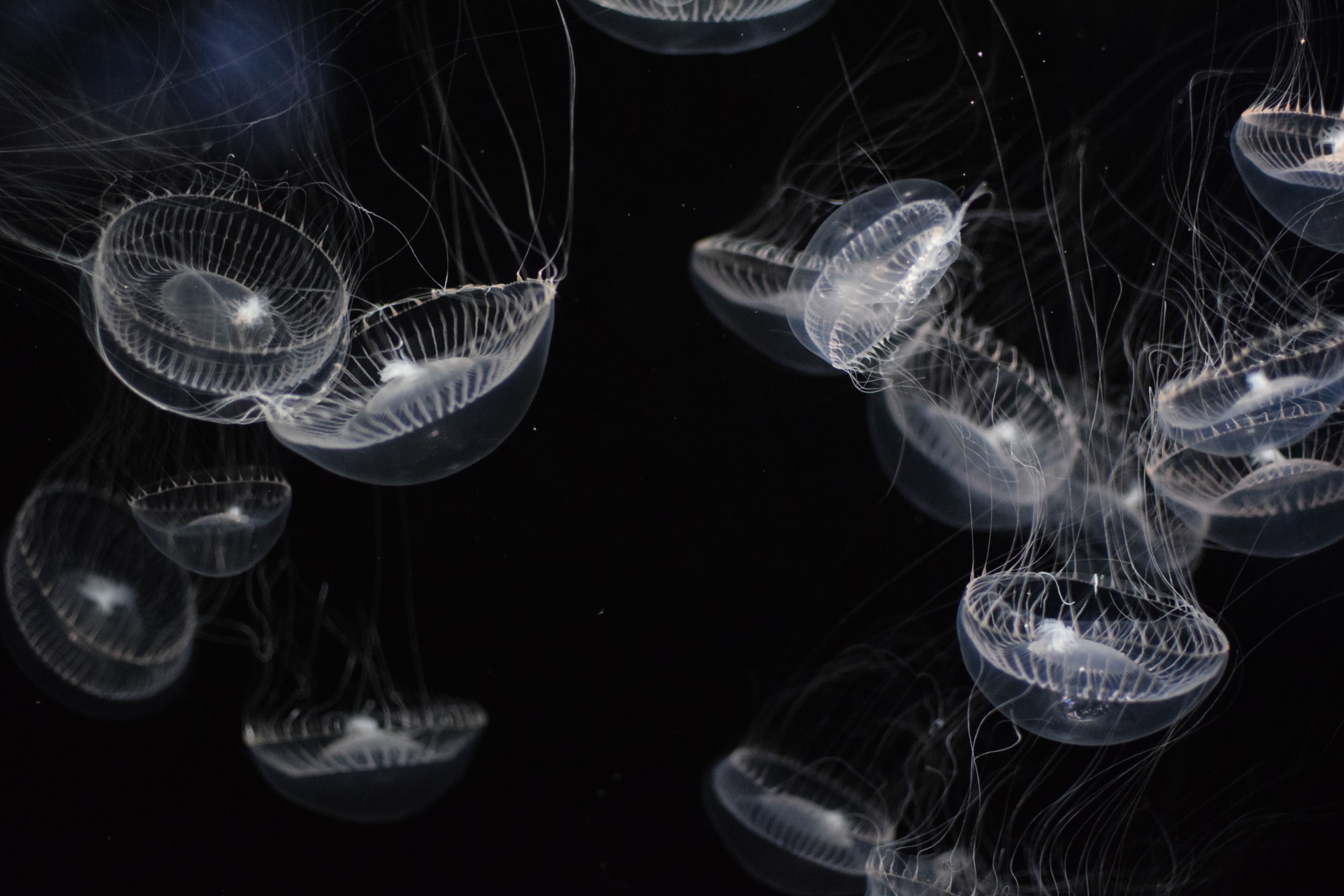 Jellyfish