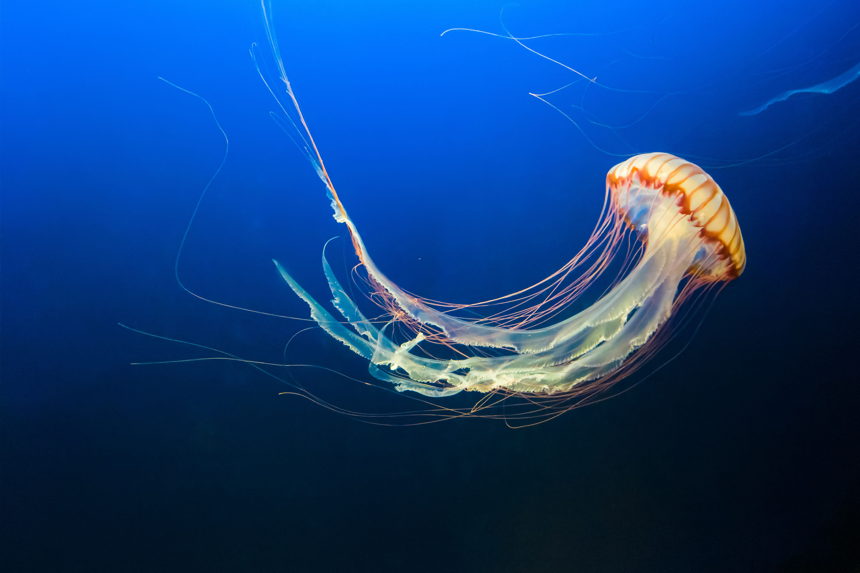Jellyfish