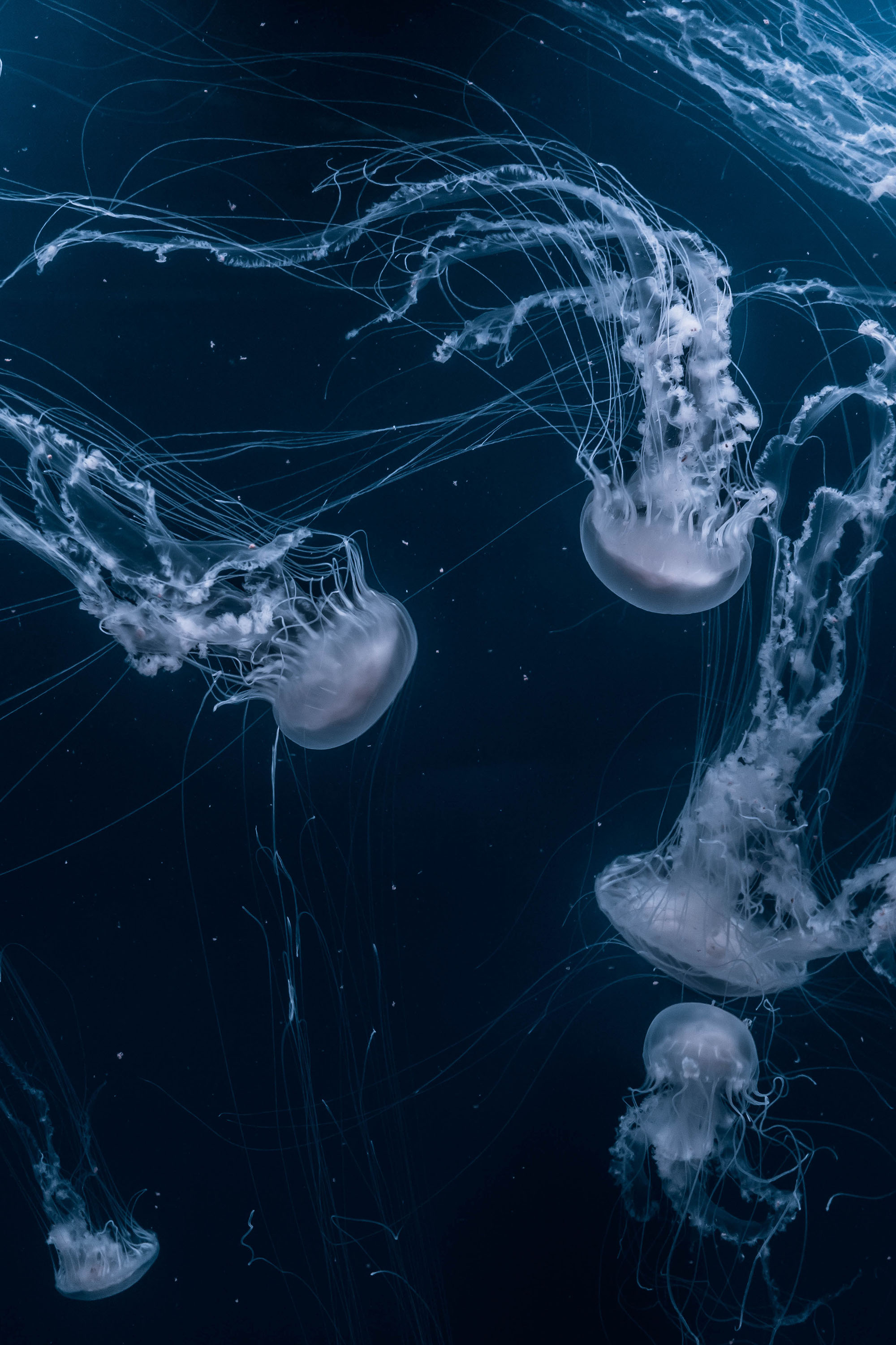 Jellyfish