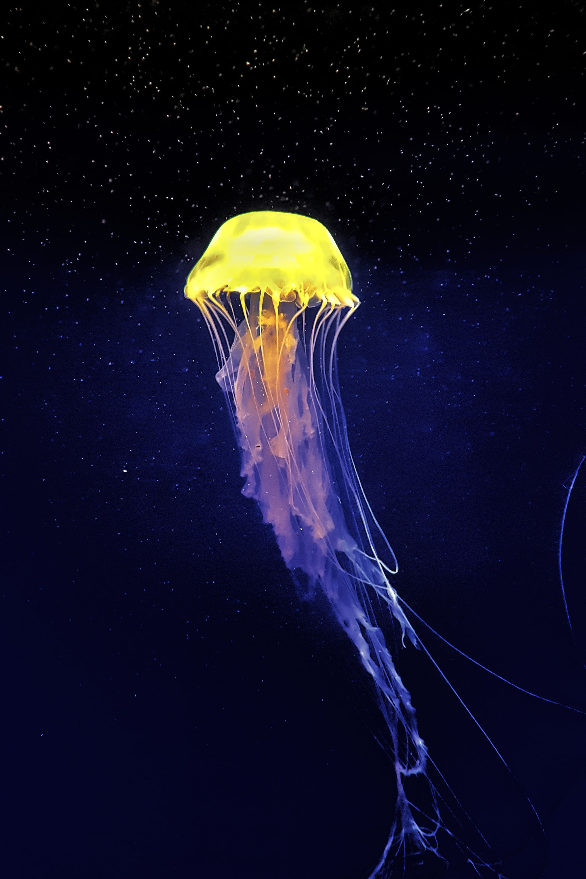 Jellyfish