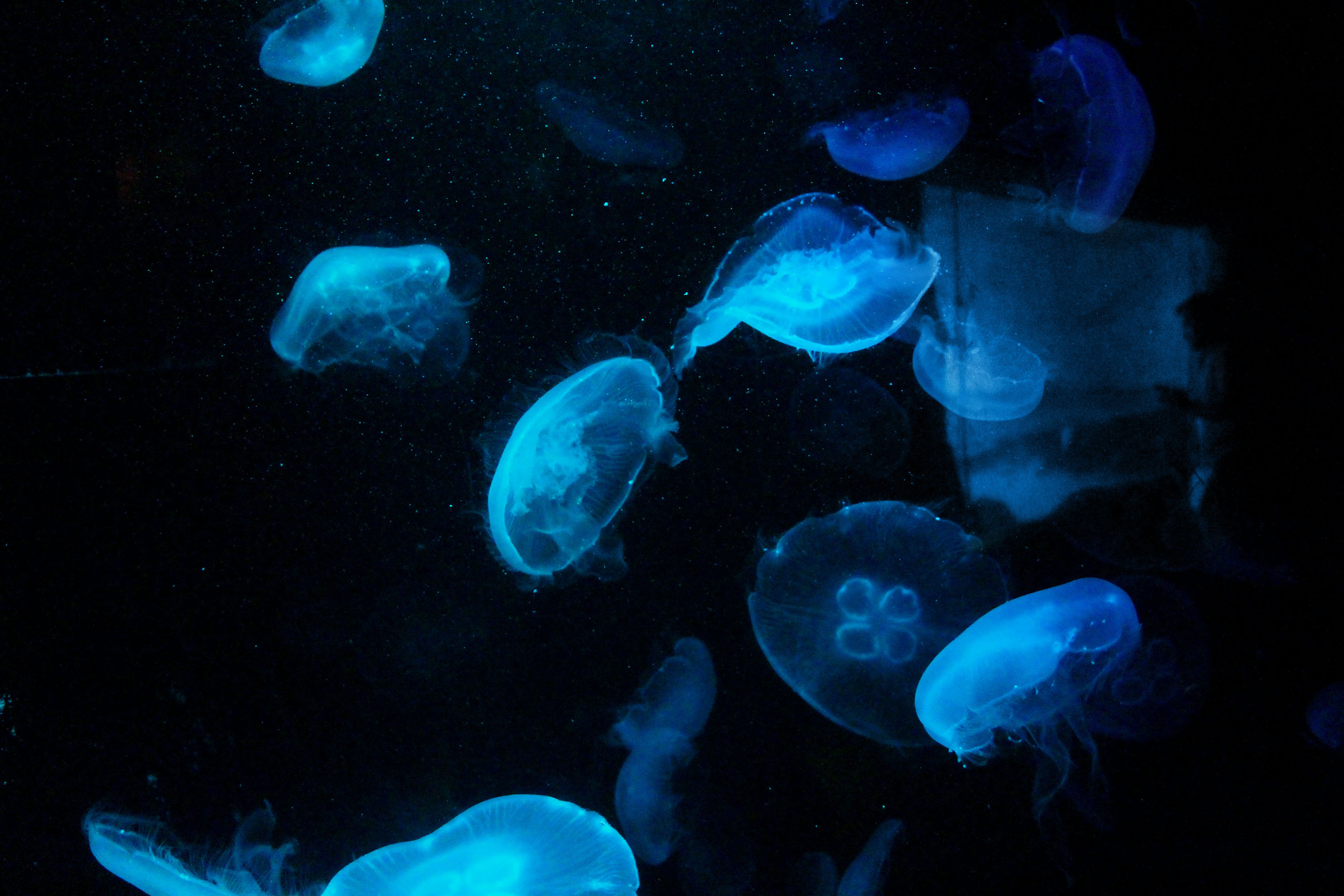 Jellyfish
