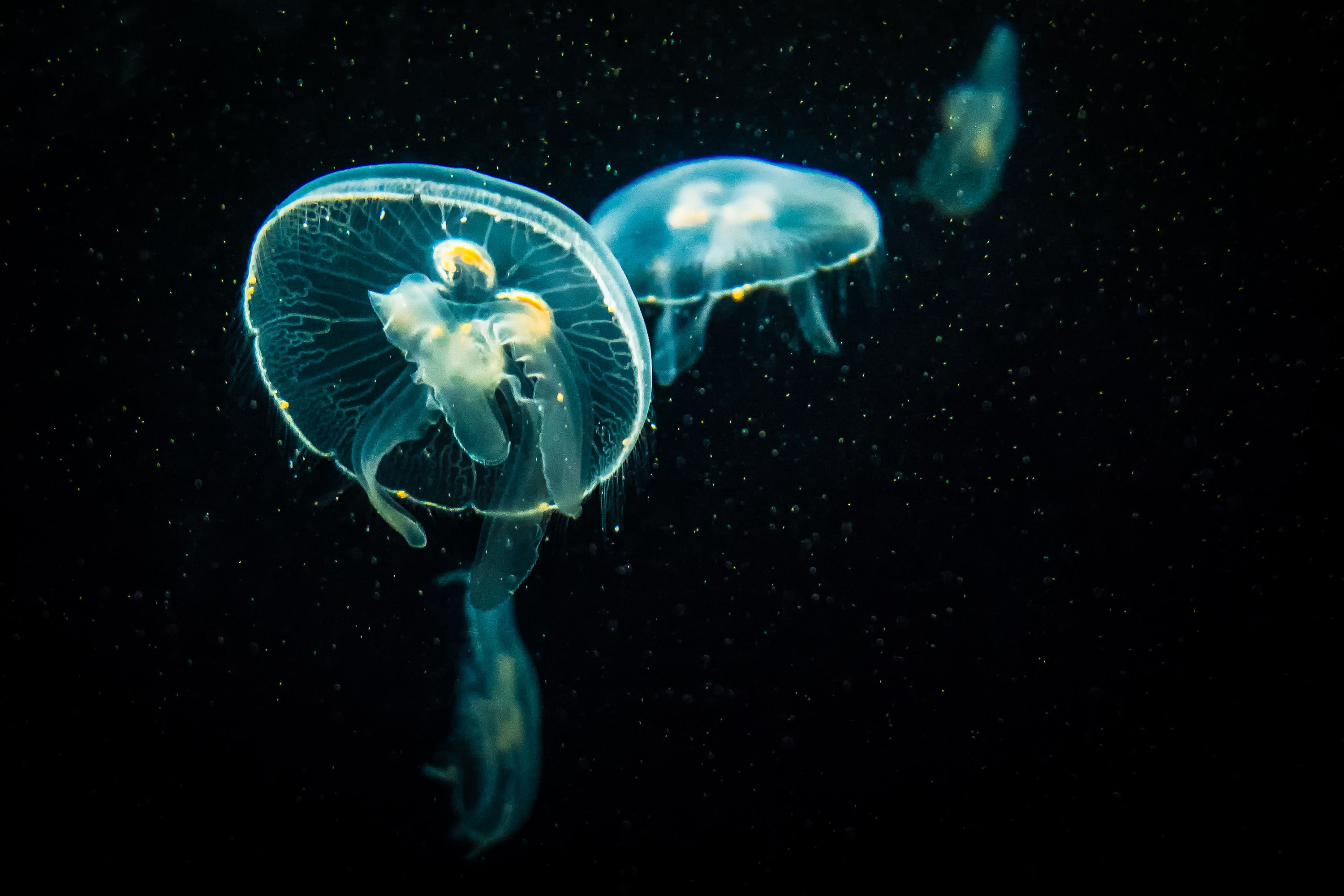 Jellyfish