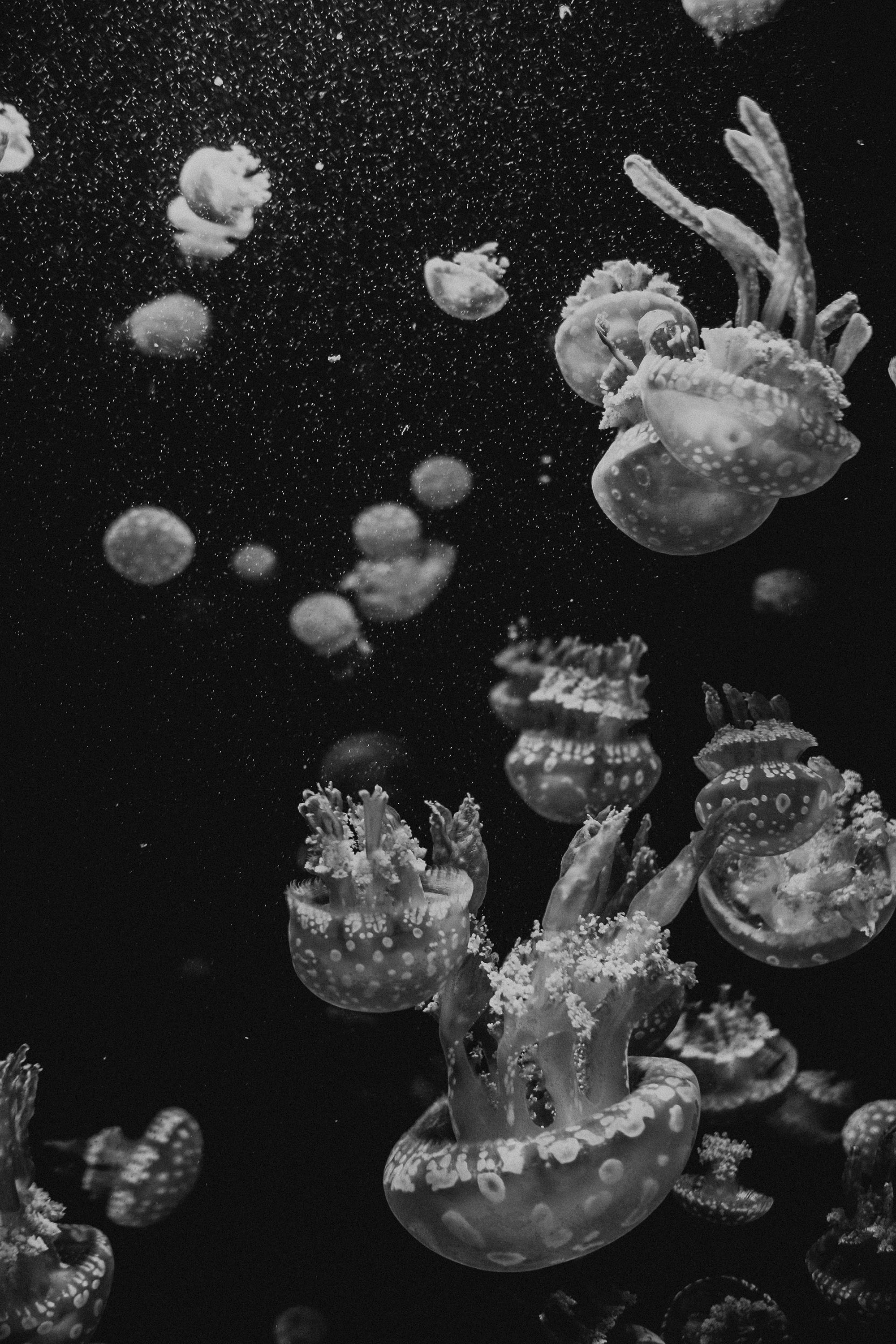 Jellyfish