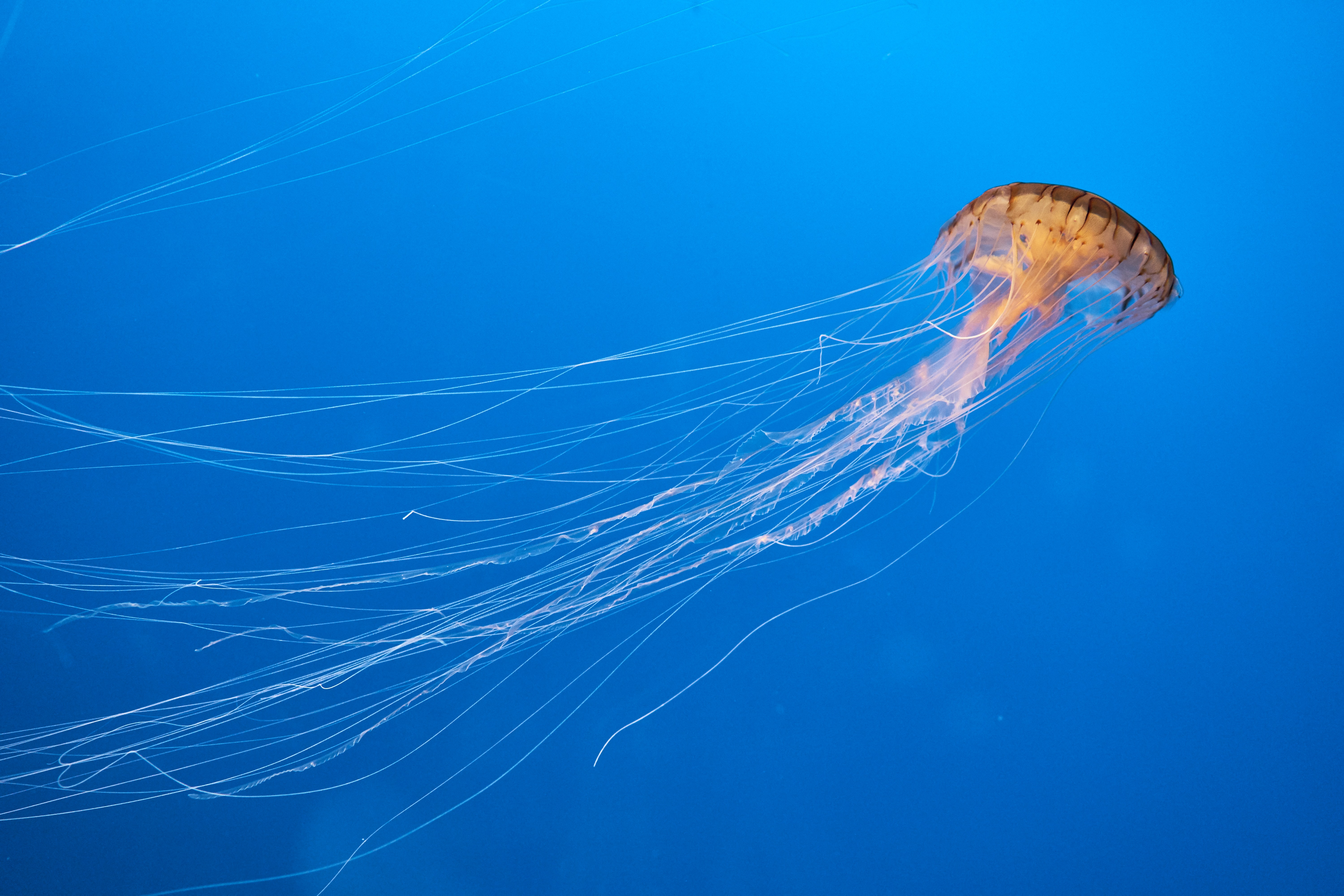 Jellyfish