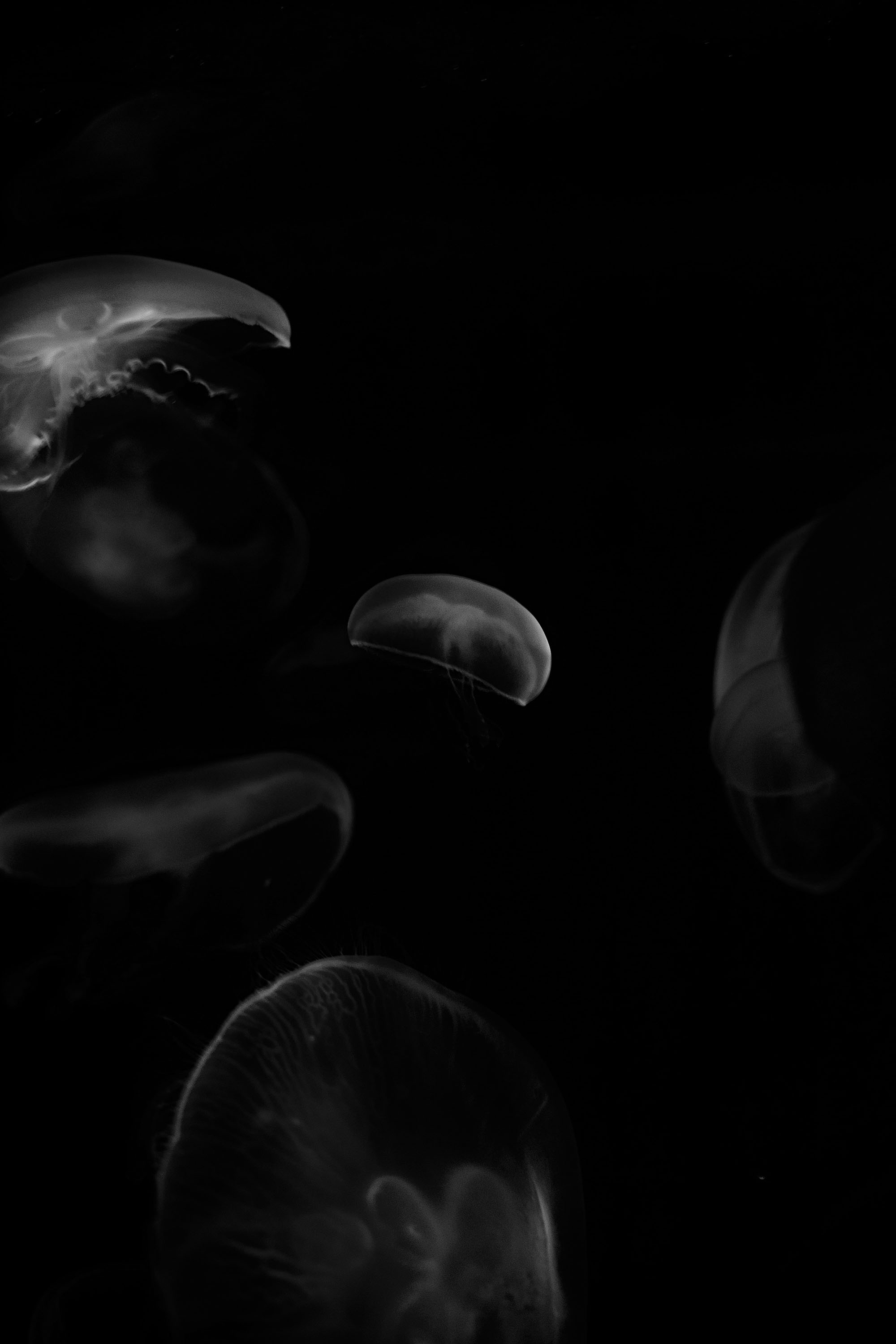 Jellyfish