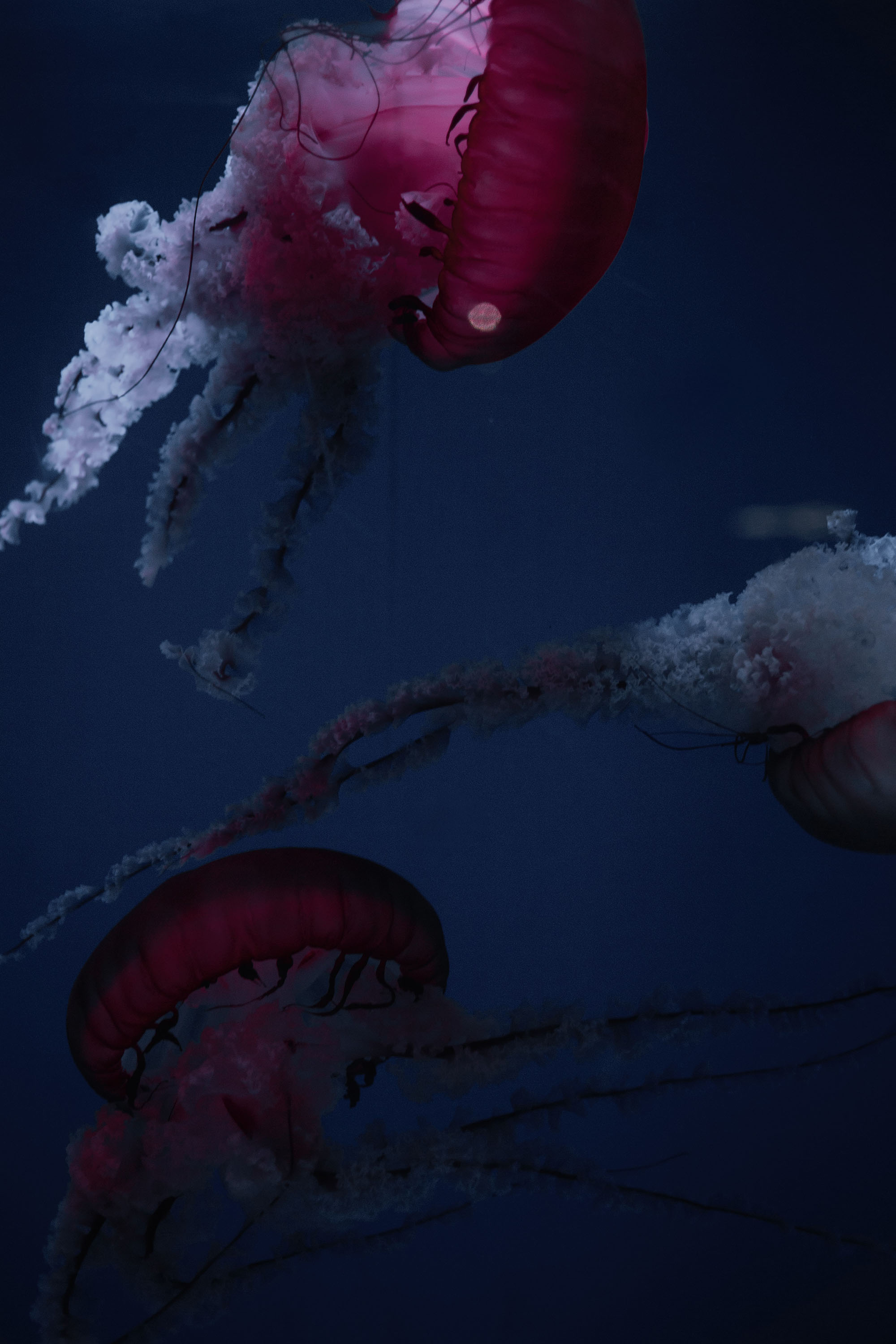 Jellyfish
