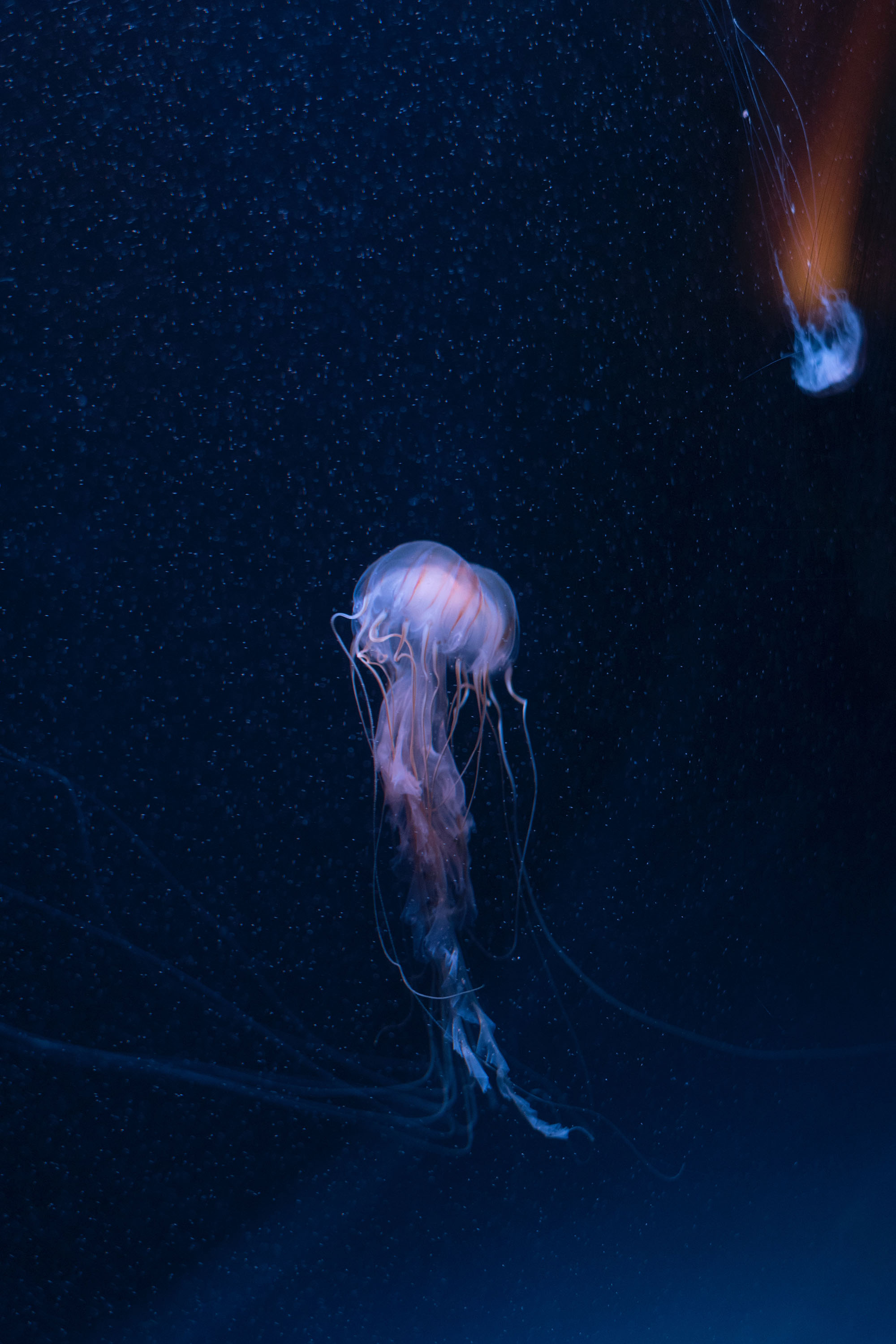 Jellyfish